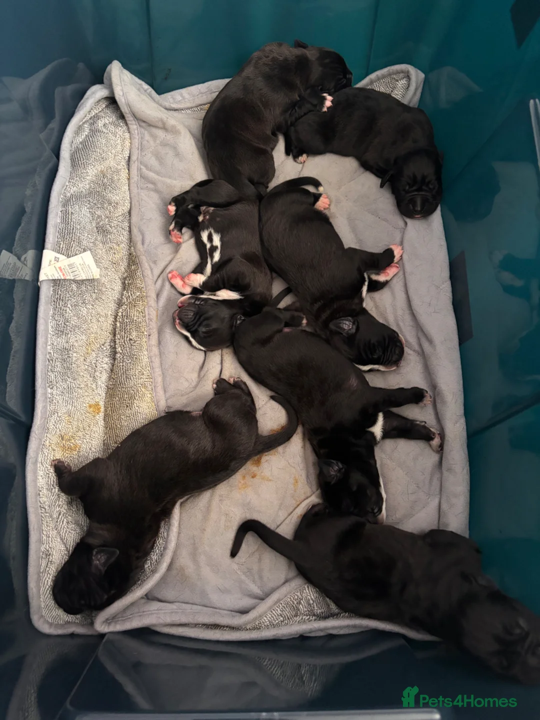 Mixed Breed dogs for sale: Puppies for sale  - Advert 9