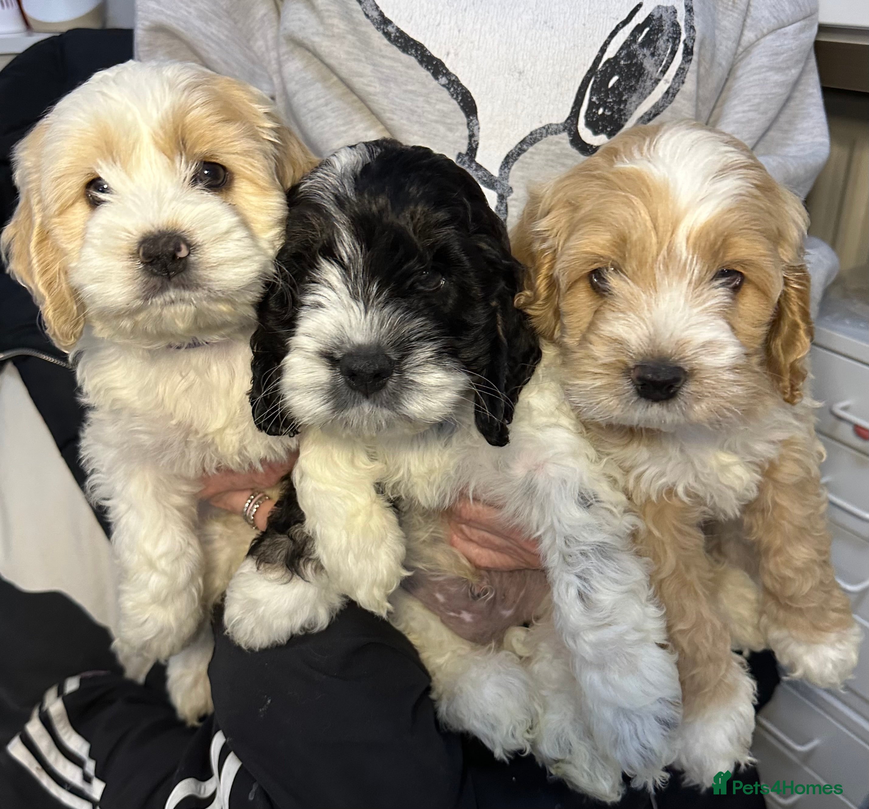 Cockapoo dogs Cockerpoo puppies READY NOW ! - Advert 4