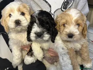 Cockapoo dogs Cockerpoo puppies READY NOW ! - Advert 4