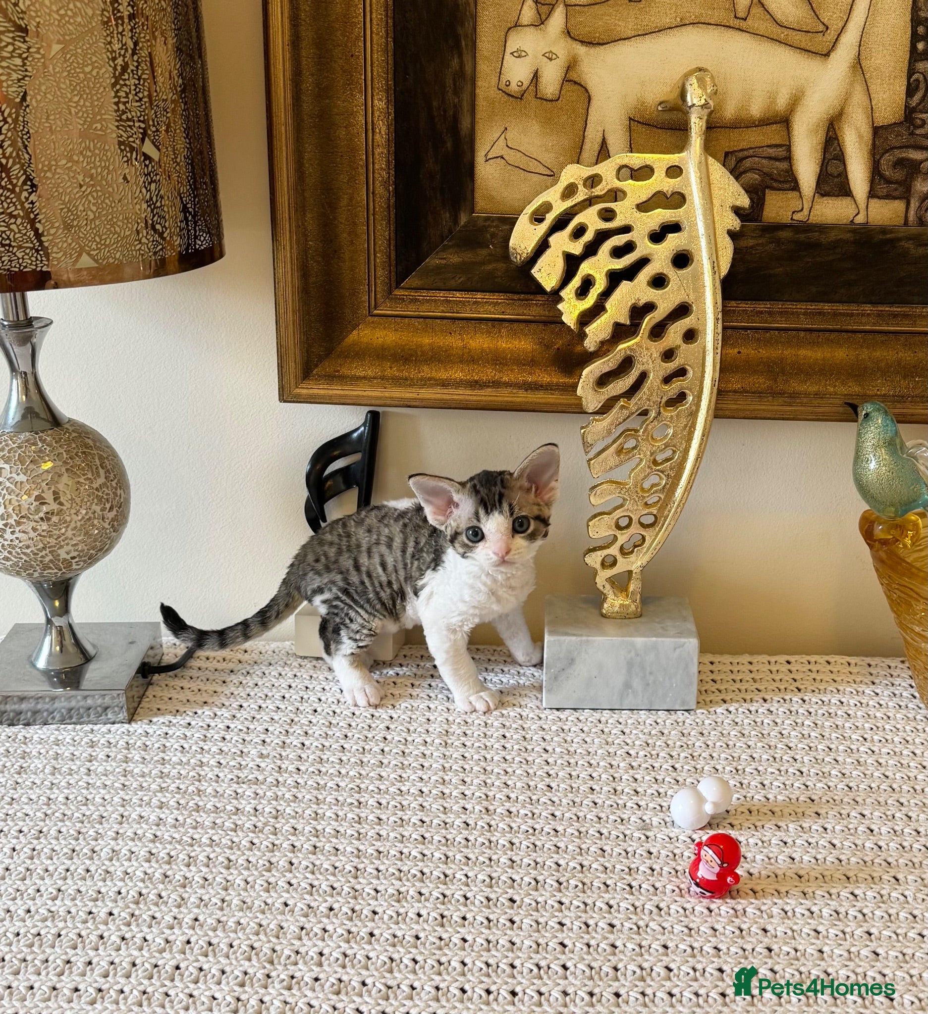 Devon Rex cats Superb quality Devon Babies TICA Registered  - Advert 2