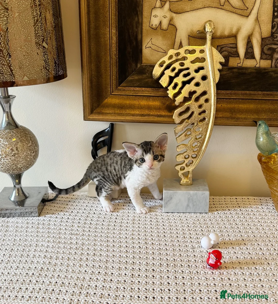 Devon Rex cats for sale: Superb quality Devon Babies TICA Registered  - Advert 2