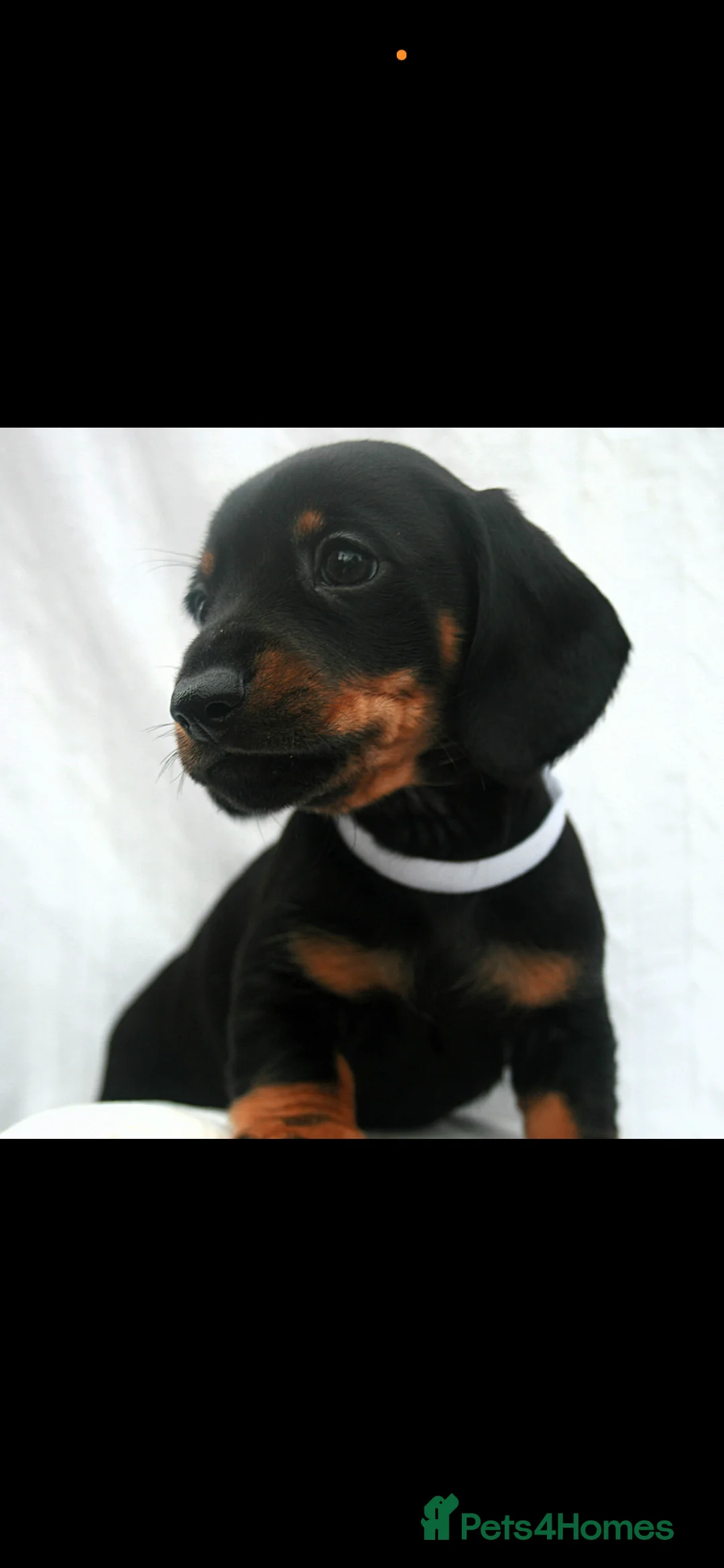 Dachshund dogs for sale: Beautiful Mini/Standard Dachshund Puppies – Ready  - Advert 6
