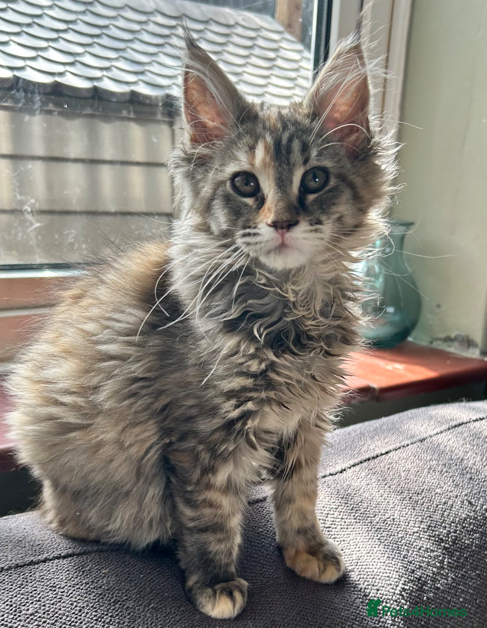 Maine Coon cats Beautiful Mainecoon kitten  - Advert 2