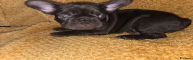 French Bulldog 1