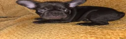 French Bulldog dogs for sale: French bulldog puppies - Advert 3