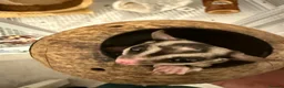 Sugar Glider rodents for sale: 2x Male sugar Gliders age 3 years - Advert 3