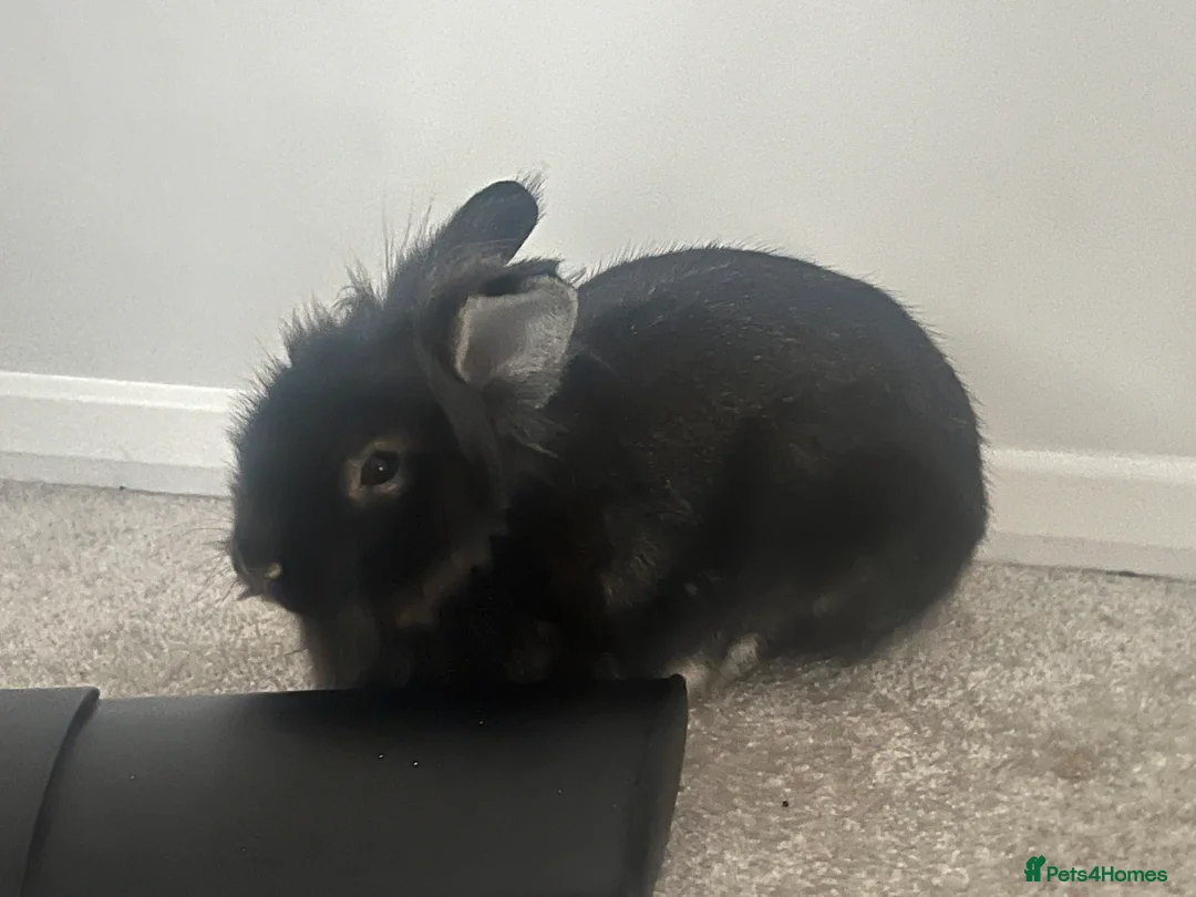 Lionhead rabbits for sale: Cute black lion head for sale  - Advert 3
