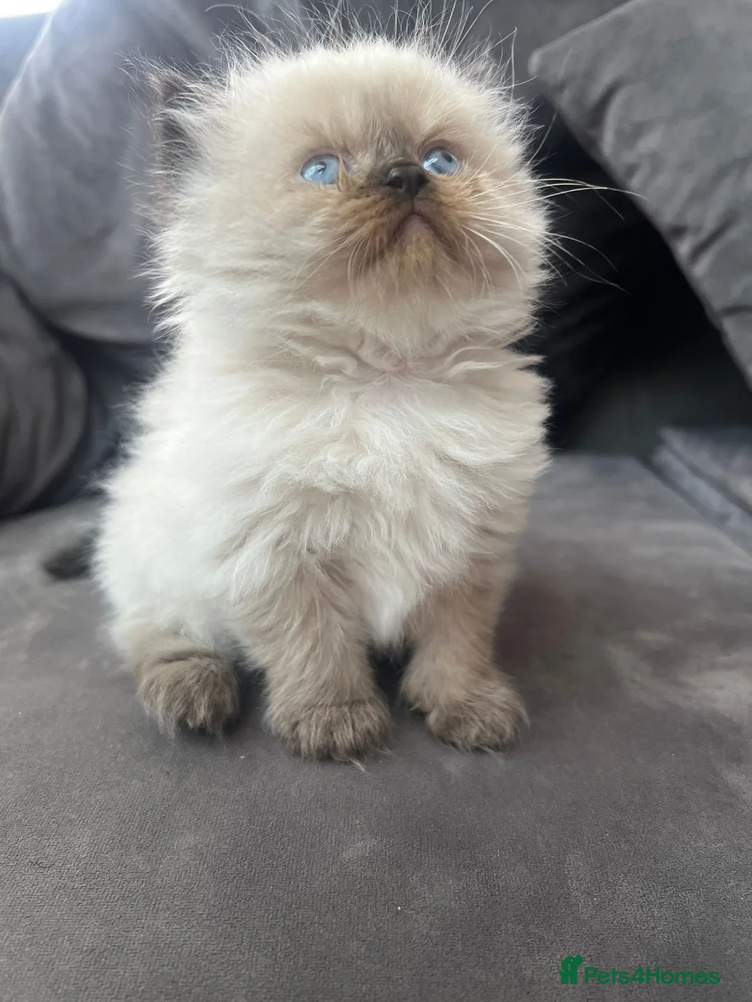 Persian cats for sale: Persian kitten for sale - Advert 11