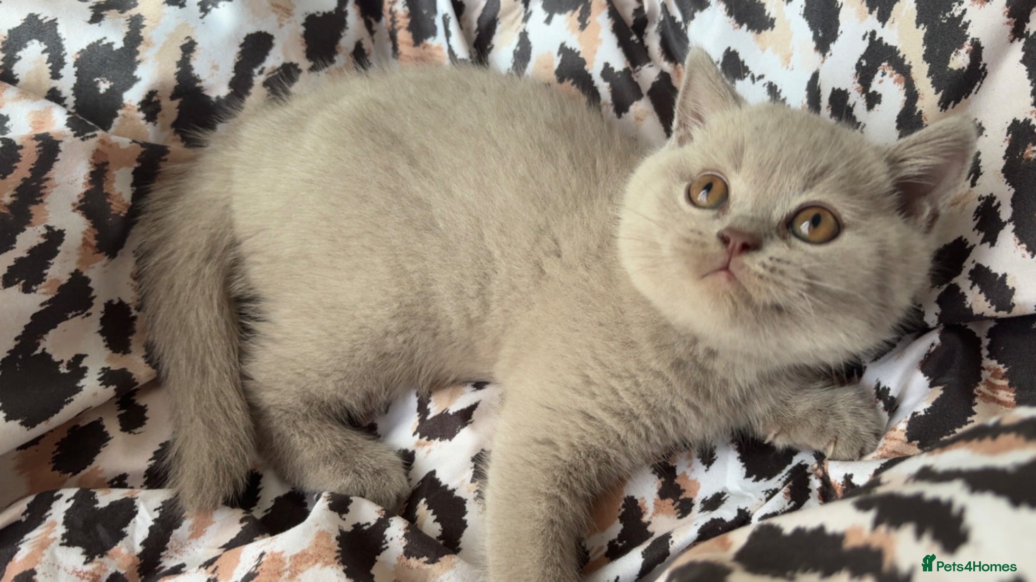 British Shorthair cats Lilac British short hair kitten  - Advert 1