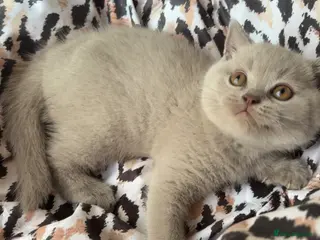 British Shorthair cats Lilac British short hair kitten - Advert 1