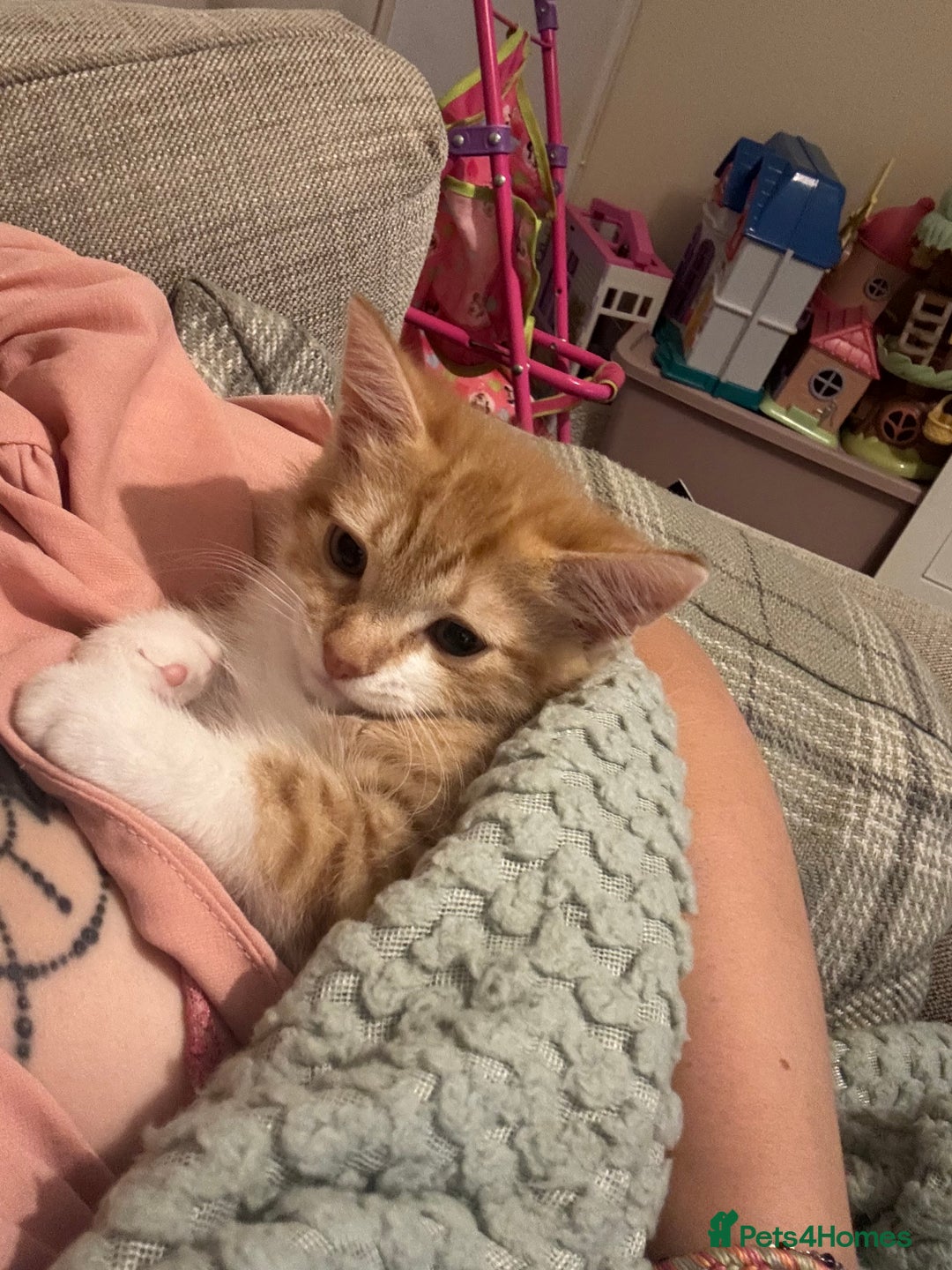 Mixed Breed cats for sale: Beautiful orange kitten  - Advert 12