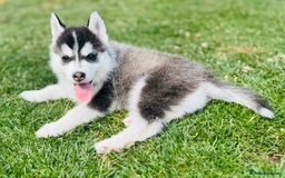 Pomsky dogs for sale:  Beautiful F2b Pomsky Puppies – Health Tested - Image 22
