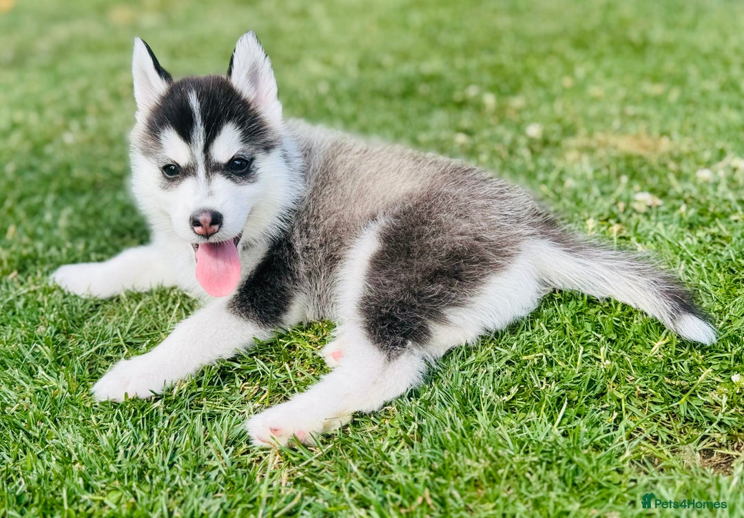 Pomsky dogs for sale:  Beautiful F2b Pomsky Puppies – Health Tested - Image 22