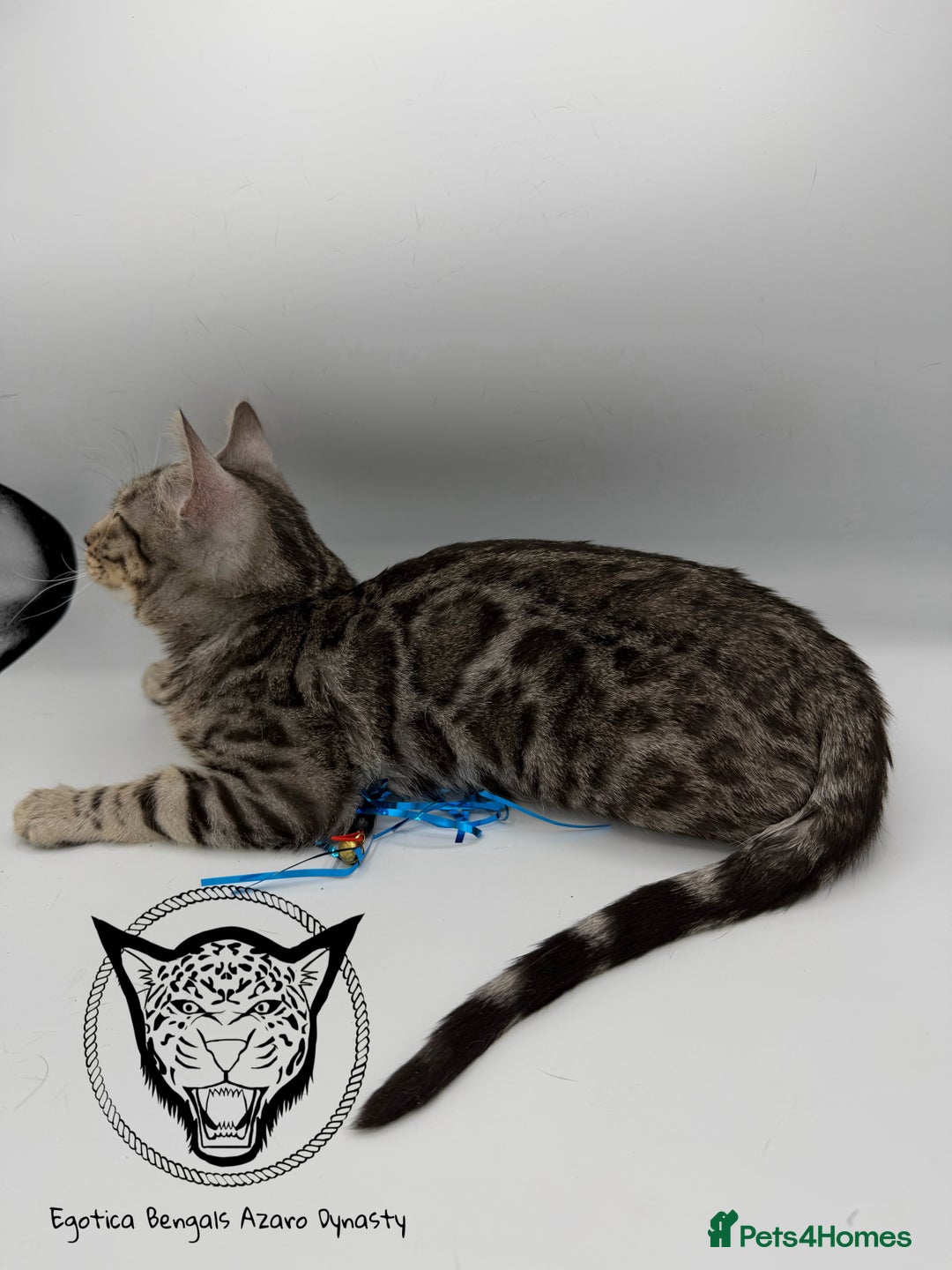 Bengal cats for sale: 🐆✨ GLITTER TICA 6TH GENERATION BENGAL KITTENS🐆✨ - Advert 7