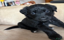 Mixed Breed dogs for sale: 5 Stunning Border Retrievers  - Image 14