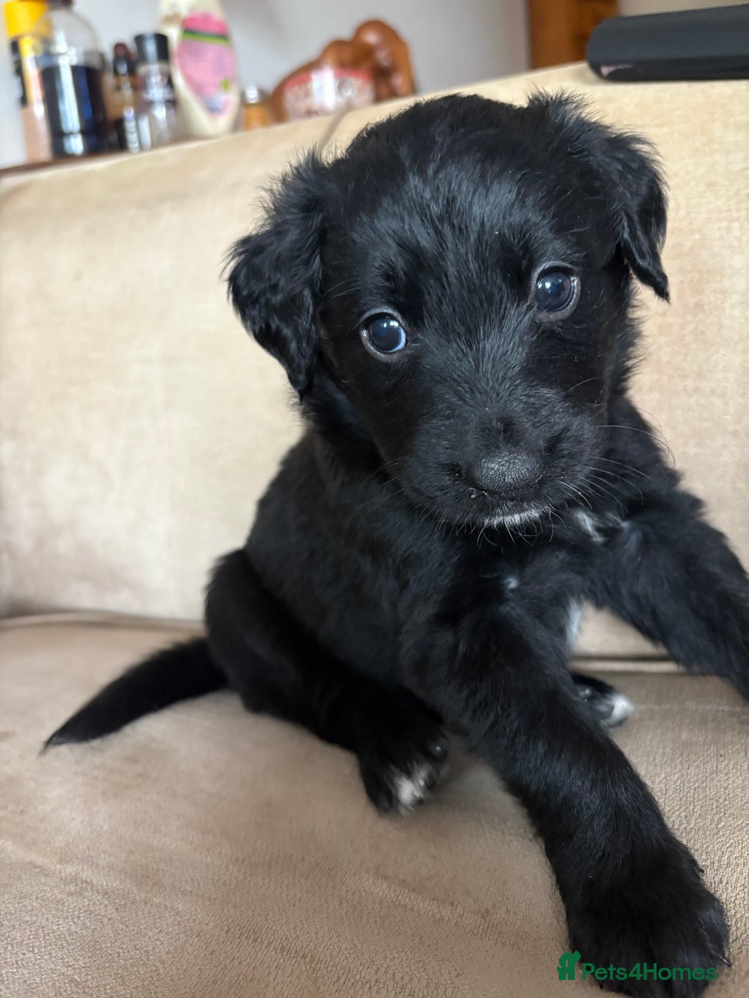 Mixed Breed dogs for sale: 5 Stunning Border Retrievers  - Image 14