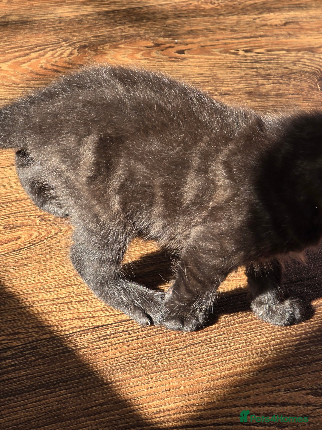 Mixed Breed cats for sale: Beautiful Kittens  - Image 7