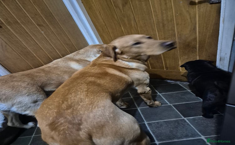 Labrador Retriever dogs - Advert 2