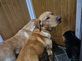 Labrador Retriever dogs - Advert 13