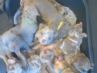 American Bully dogs - Advert 1