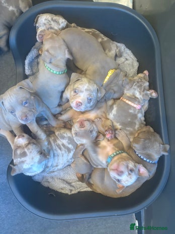 American Bully dogs - Advert 1