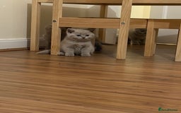British Shorthair cats for sale: Beautiful rare lilac British shorthair kittens - Image 3