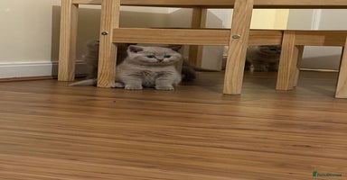 British Shorthair cats - Advert 1