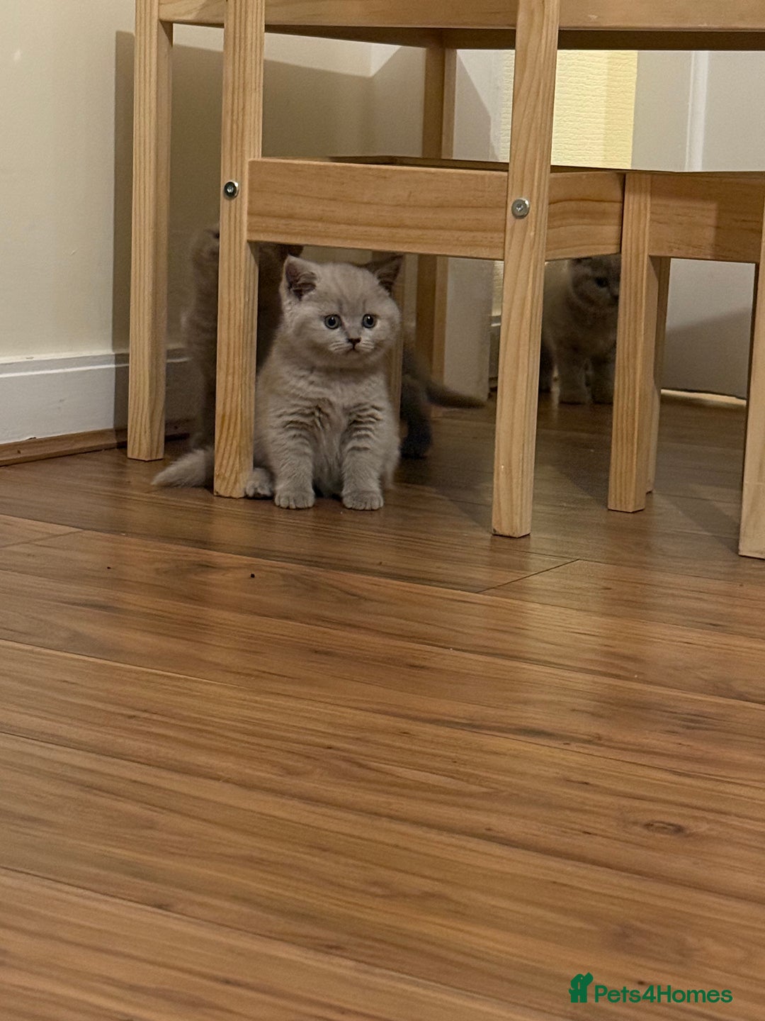 British Shorthair cats for sale: Beautiful rare lilac British shorthair kittens - Image 3
