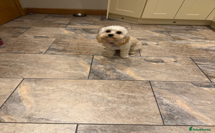 Cavachon dogs - Advert 1