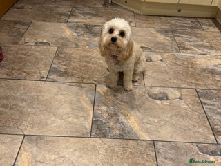 Cavachon dogs - Advert 1