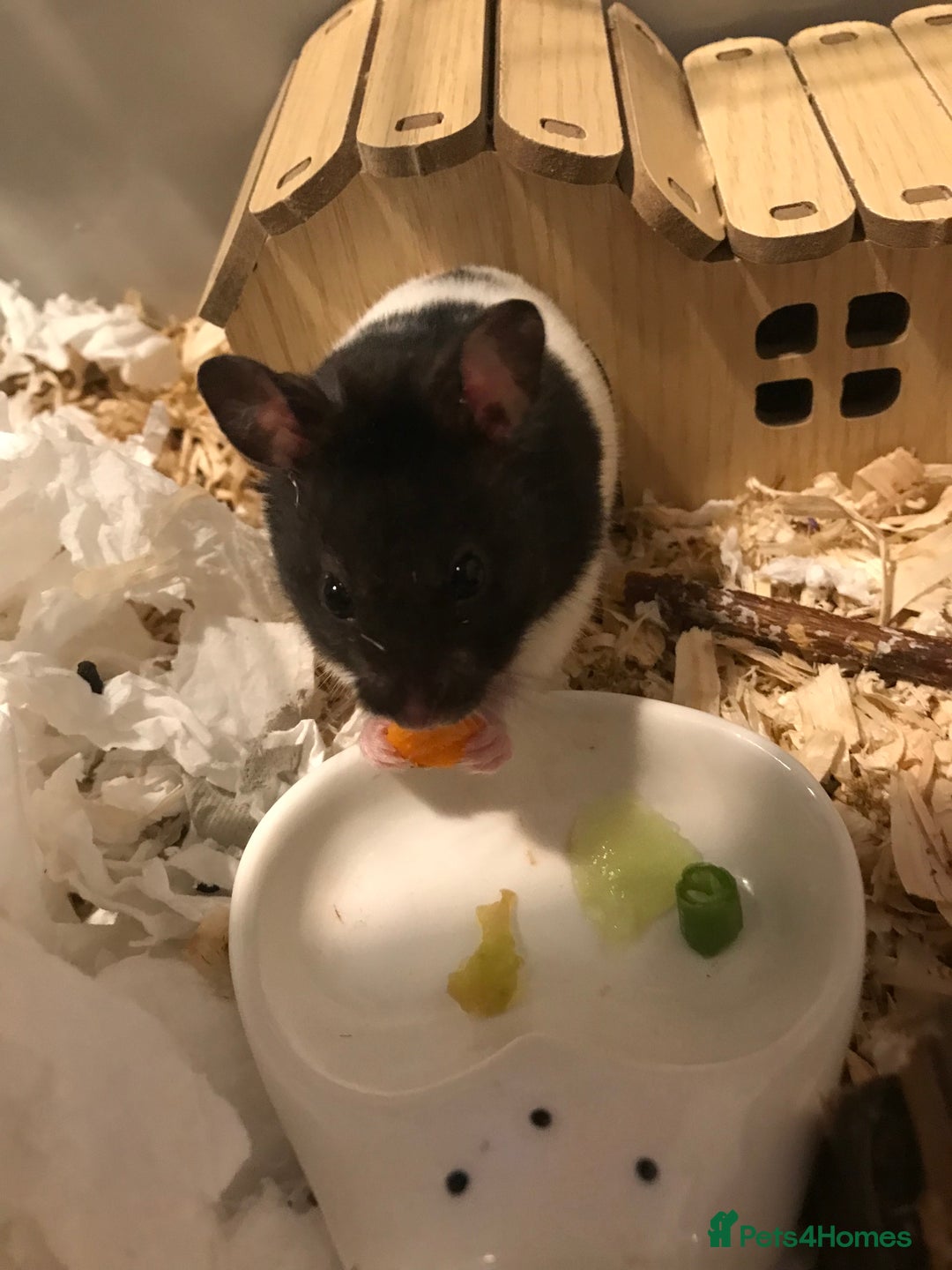 Hamster rodents for sale: Male Syrian hamster and enclosure for sale ! 🐹 - Image 4
