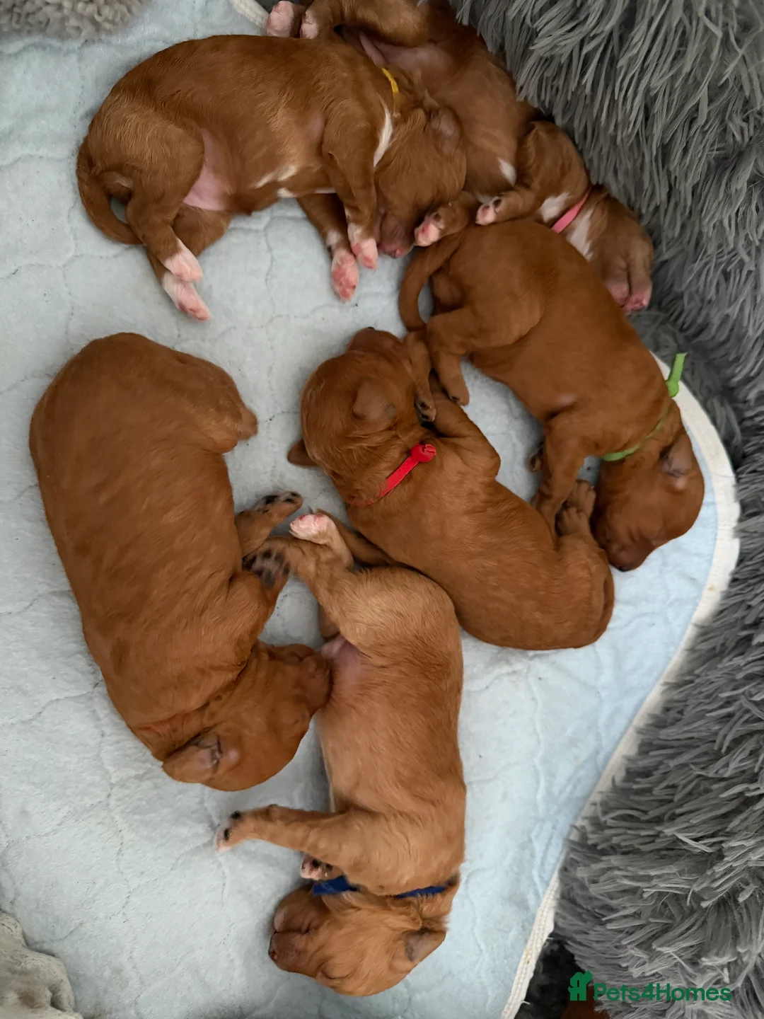 Australian Labradoodle dogs for sale: Australian Labradoodle puppies  - Advert 3