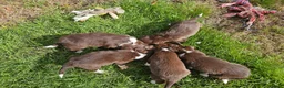 Sprollie dogs for sale: Sprollie Puppies in Dunmow - Advert 8