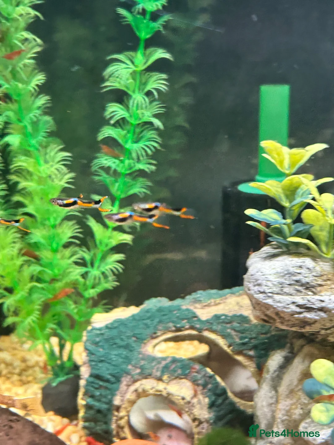 Live Bearers fish for sale: Black bar Endlers  - Advert 1
