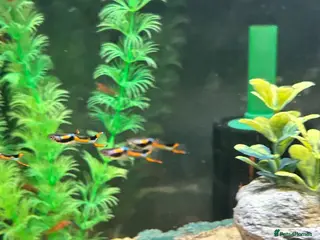 Live Bearers fish Black bar Endlers - Advert 1