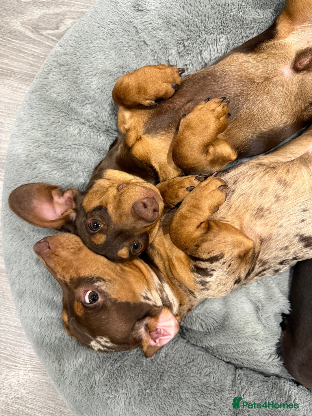 Miniature Dachshund dogs for stud: Dapple miniature dachshund for stud - Image 7