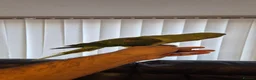 Ringnecks birds for sale: Alexandrian talking parrot, fully hand-tamed. in Walsall - Advert 5