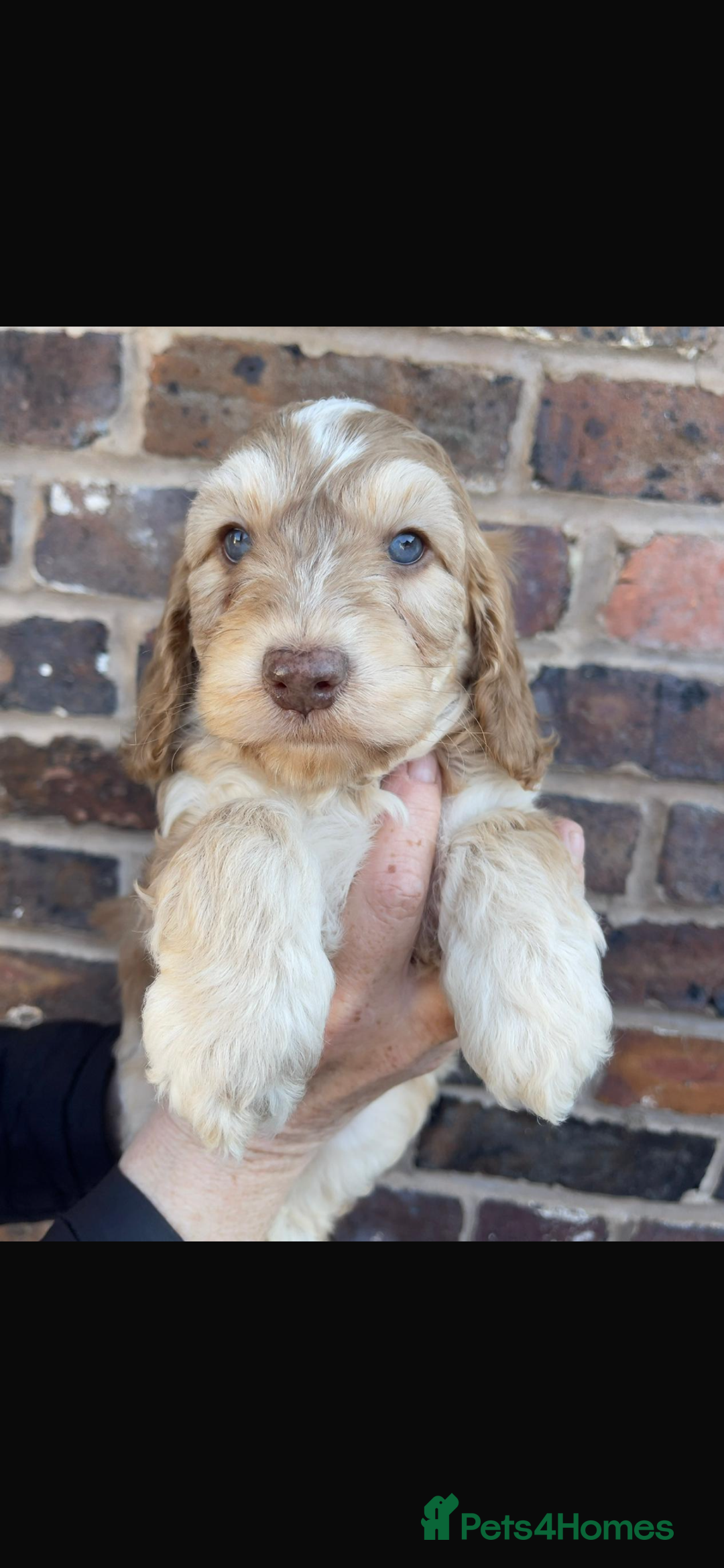 Miniature Poodle dogs for stud: Blue Merle, Chocolate carrier, Miniature stud in Newcastle - Advert 14