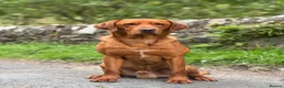 Labrador Retriever dogs for sale: Kc registered health tested Labrador puppy’s  - Advert 17