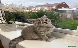 Scottish Fold cats for sale: Scottish fold kitten  - Image 15