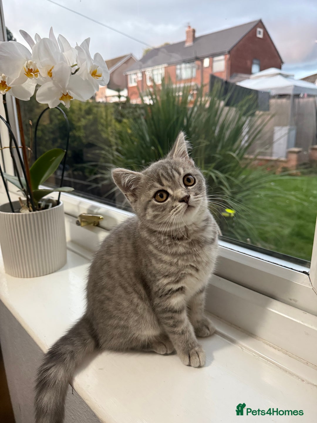 Scottish Fold cats for sale: Scottish fold kitten  - Image 15