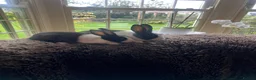 Dutch rabbits for sale: Two lovely Dutch rabbits - Advert 4