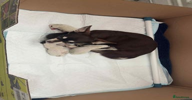 Chihuahua dogs - Advert 1