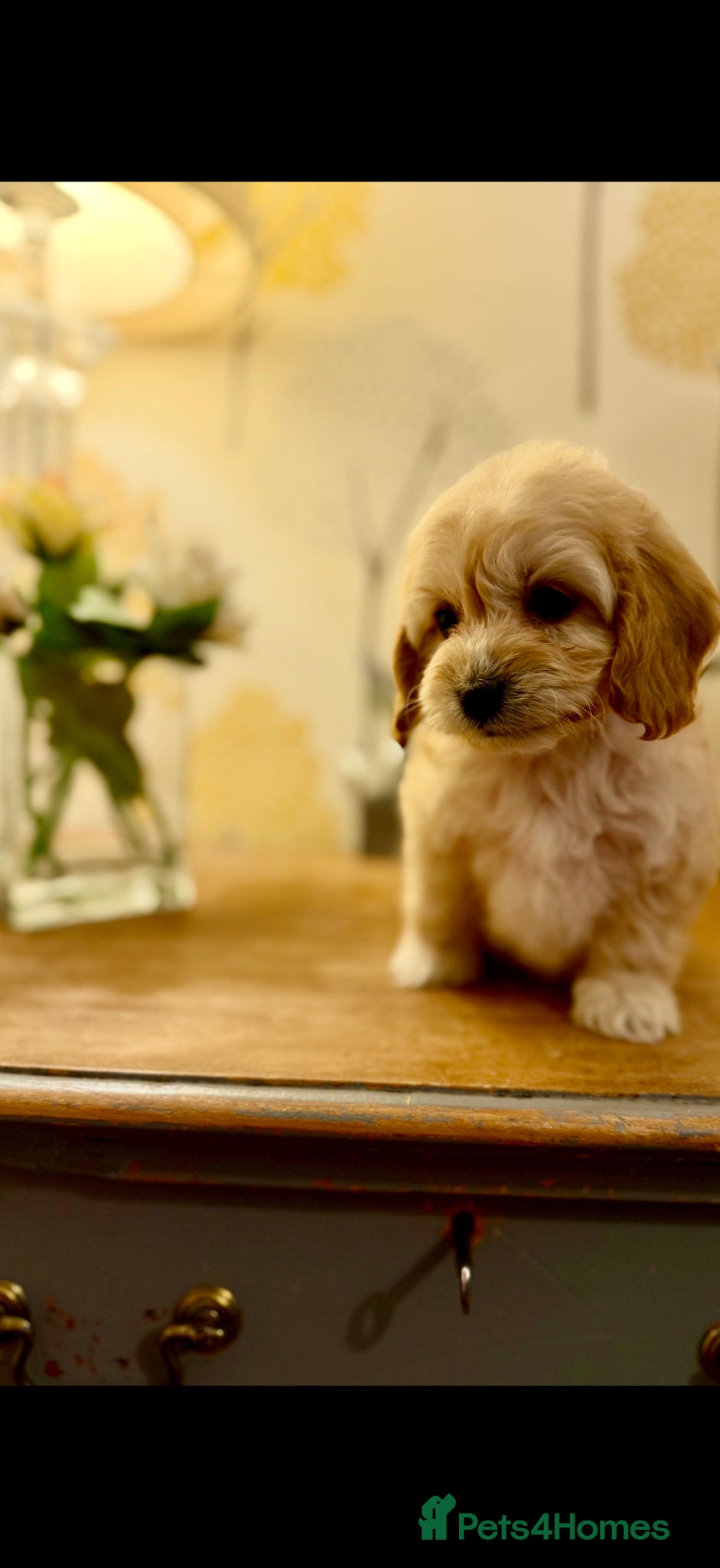 Cavapoo dogs 🌸 FULLY HEALTH TESTED, READY NOW 🌸 - Advert 1