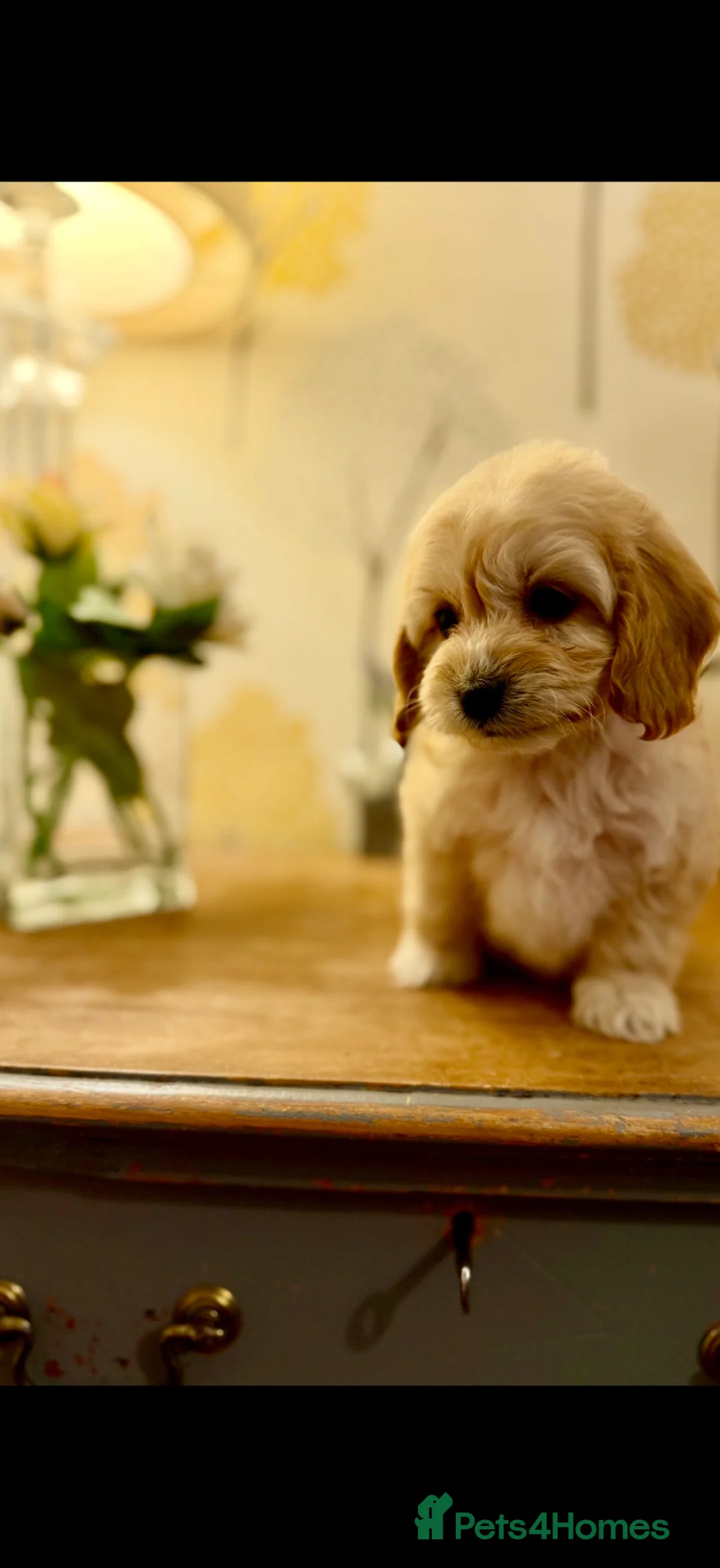 Cavapoo dogs for sale: 🌸 FULLY HEALTH TESTED, READY NOW 🌸 - Advert 2