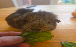 Guinea Pig rodents for sale: READY NOW. 2 young Sister Guinea Pigs - Image 8