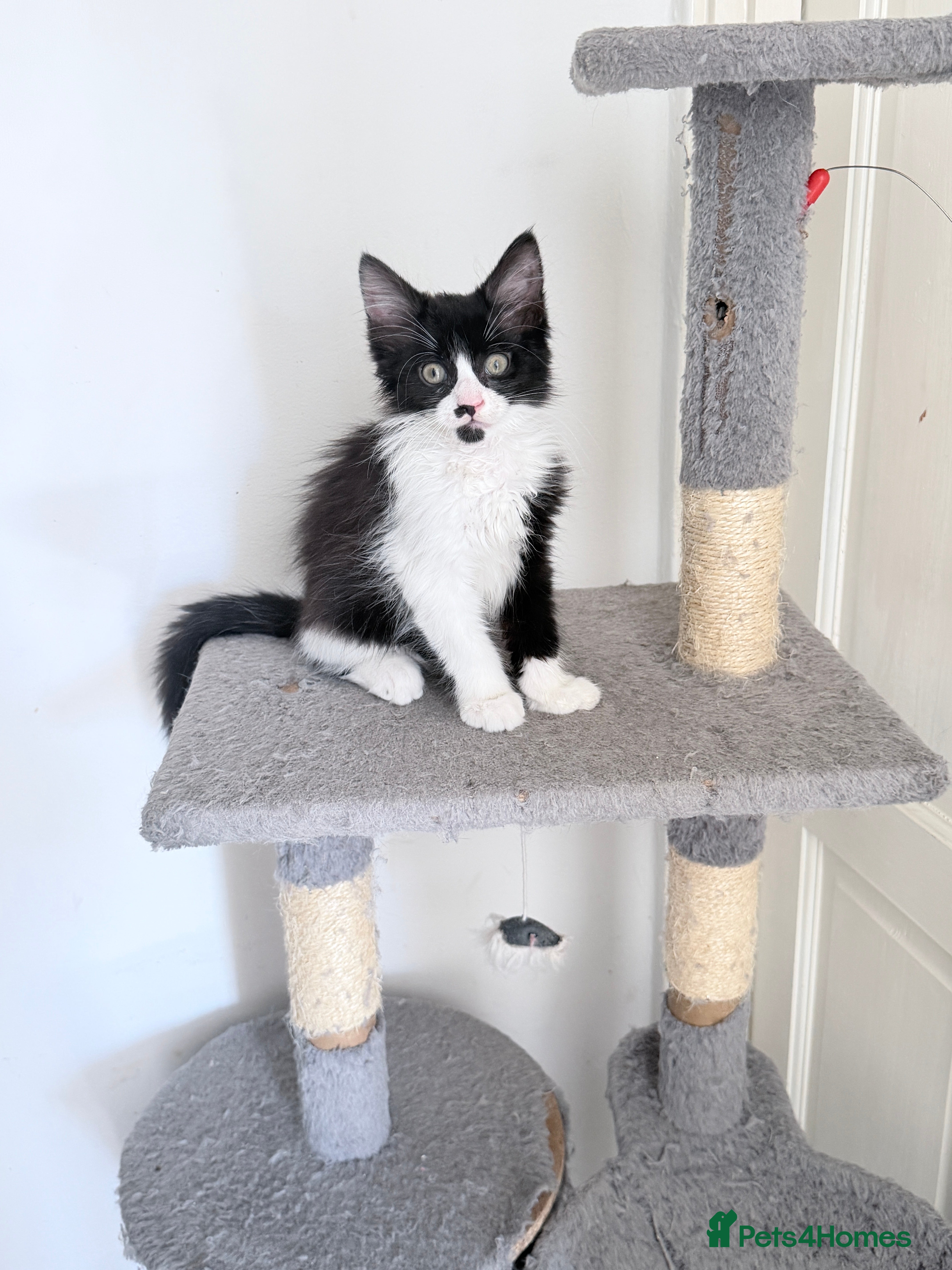 British Shorthair cats Stunning British Tabby Kittens – Ready April 4th - Advert 2