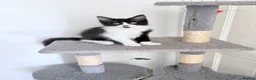 Domestic Shorthair cats for sale: Stunning British Tabby Kittens – Ready April 4th - Advert 13