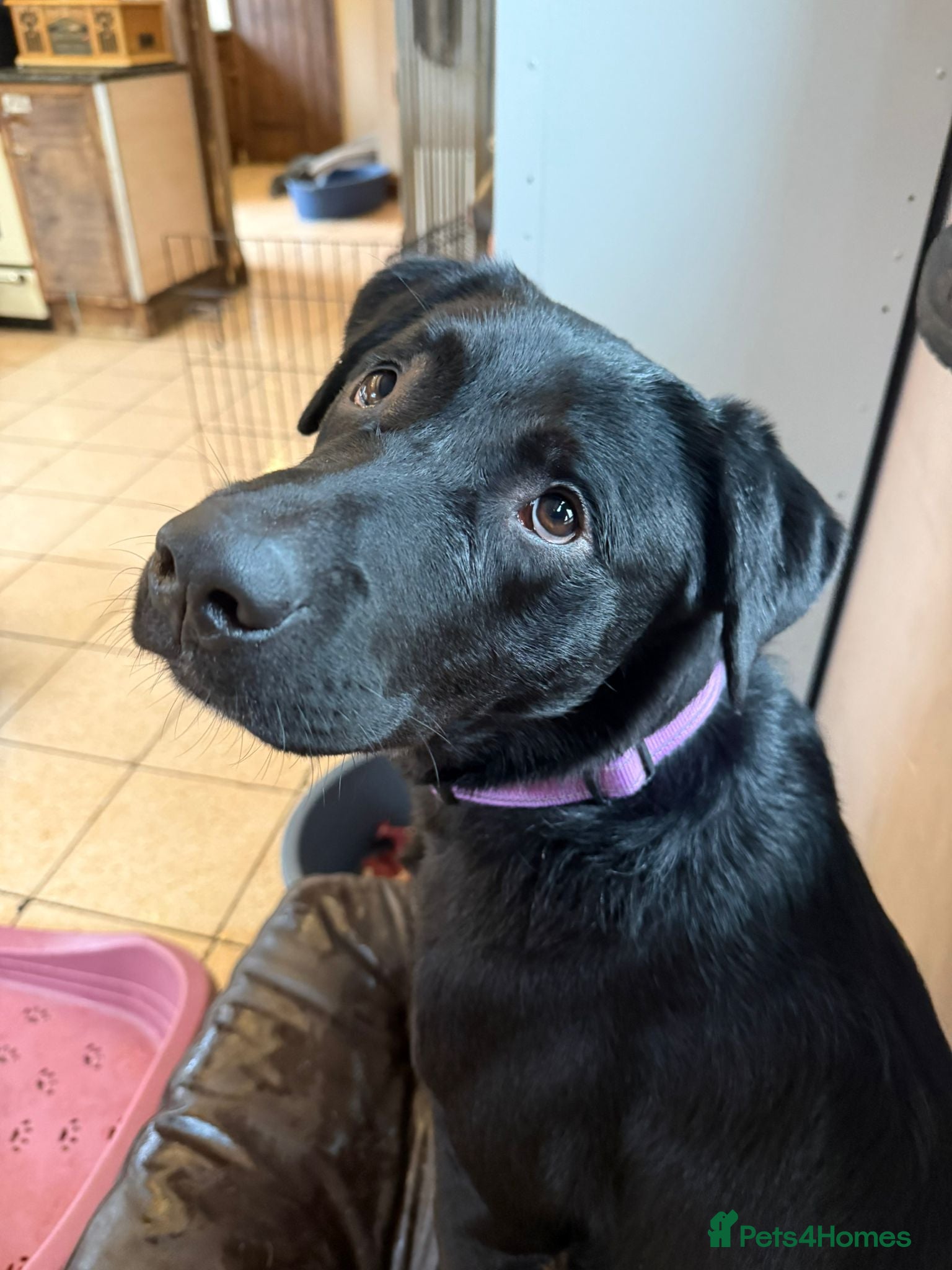 Labrador Retriever dogs Lovely Labrador x - Advert 9