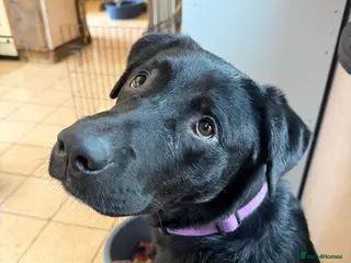 Labrador Retriever dogs Lovely Labrador x - Advert 9